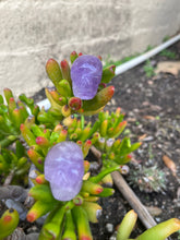 Load image into Gallery viewer, Amethyst Skull