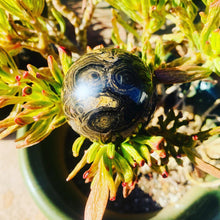 Load image into Gallery viewer, Stromatolite