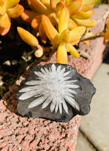 Load image into Gallery viewer, Chrysanthemum Stone