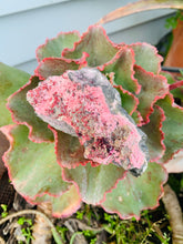 Load image into Gallery viewer, Cobaltoan Calcite