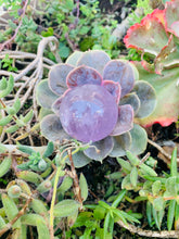 Load image into Gallery viewer, Amethyst Sphere