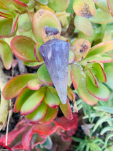 Load image into Gallery viewer, Amethyst Pendulum