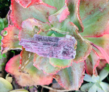 Load image into Gallery viewer, Lepidolite