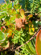 Load image into Gallery viewer, Aragonite