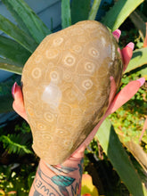 Load image into Gallery viewer, Petoskey Stone