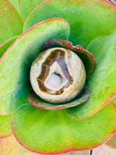 Load image into Gallery viewer, Fossilized Coral