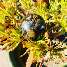 Load image into Gallery viewer, Stromatolite