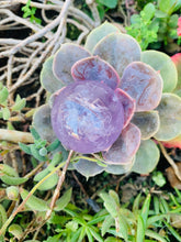 Load image into Gallery viewer, Amethyst Sphere
