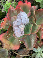 Load image into Gallery viewer, Lepidolite