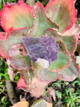 Load image into Gallery viewer, Lepidolite