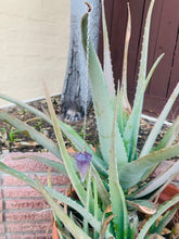 Load image into Gallery viewer, Amethyst Pendulum