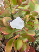 Load image into Gallery viewer, Apophyllite