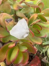 Load image into Gallery viewer, Apophyllite