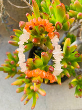 Load image into Gallery viewer, Carnelian and Rose Quartz Bracelet