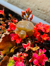 Load image into Gallery viewer, Agate Turtle