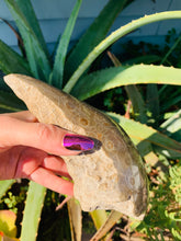 Load image into Gallery viewer, Petoskey Stone