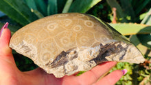 Load image into Gallery viewer, Petoskey Stone