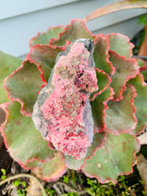 Load image into Gallery viewer, Cobaltoan Calcite