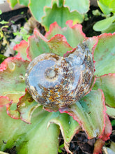 Load image into Gallery viewer, Ammonite