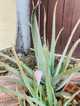 Load image into Gallery viewer, Rose Quartz Pendulum
