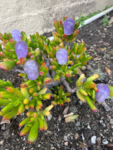 Load image into Gallery viewer, Amethyst Skull