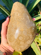 Load image into Gallery viewer, Petoskey Stone