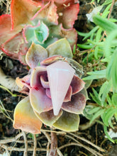 Load image into Gallery viewer, Rose Quartz Pendulum