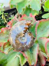 Load image into Gallery viewer, Ammonite