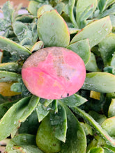 Load image into Gallery viewer, Rhodonite Palm Stone