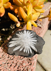Chrysanthemum Stone