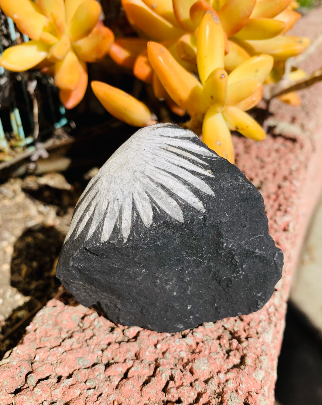 Chrysanthemum Stone