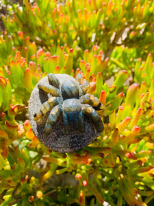 Labradorite Spider